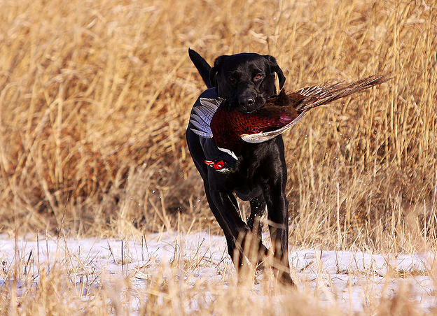 labrador retiever